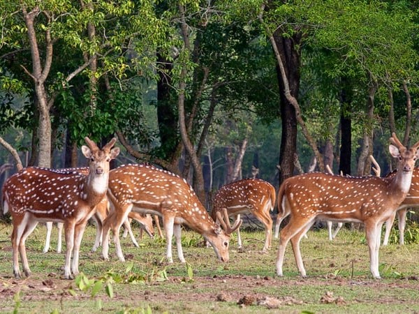 Deer Park